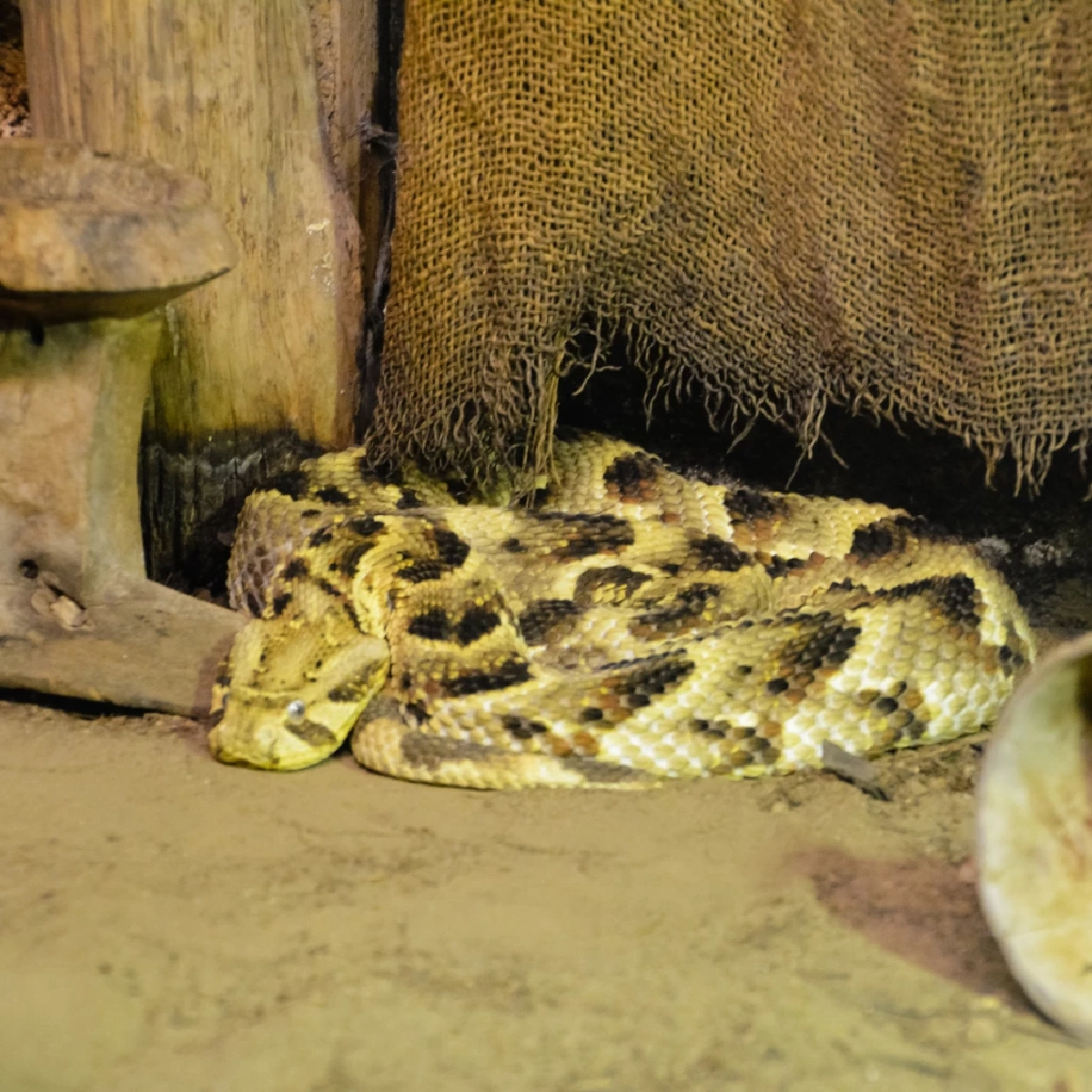 7 สัญญาณเตือน “งูอยู่ใกล้บ้าน” รู้ไว้ป้องกันอันตรายก่อนเกิดเหตุ