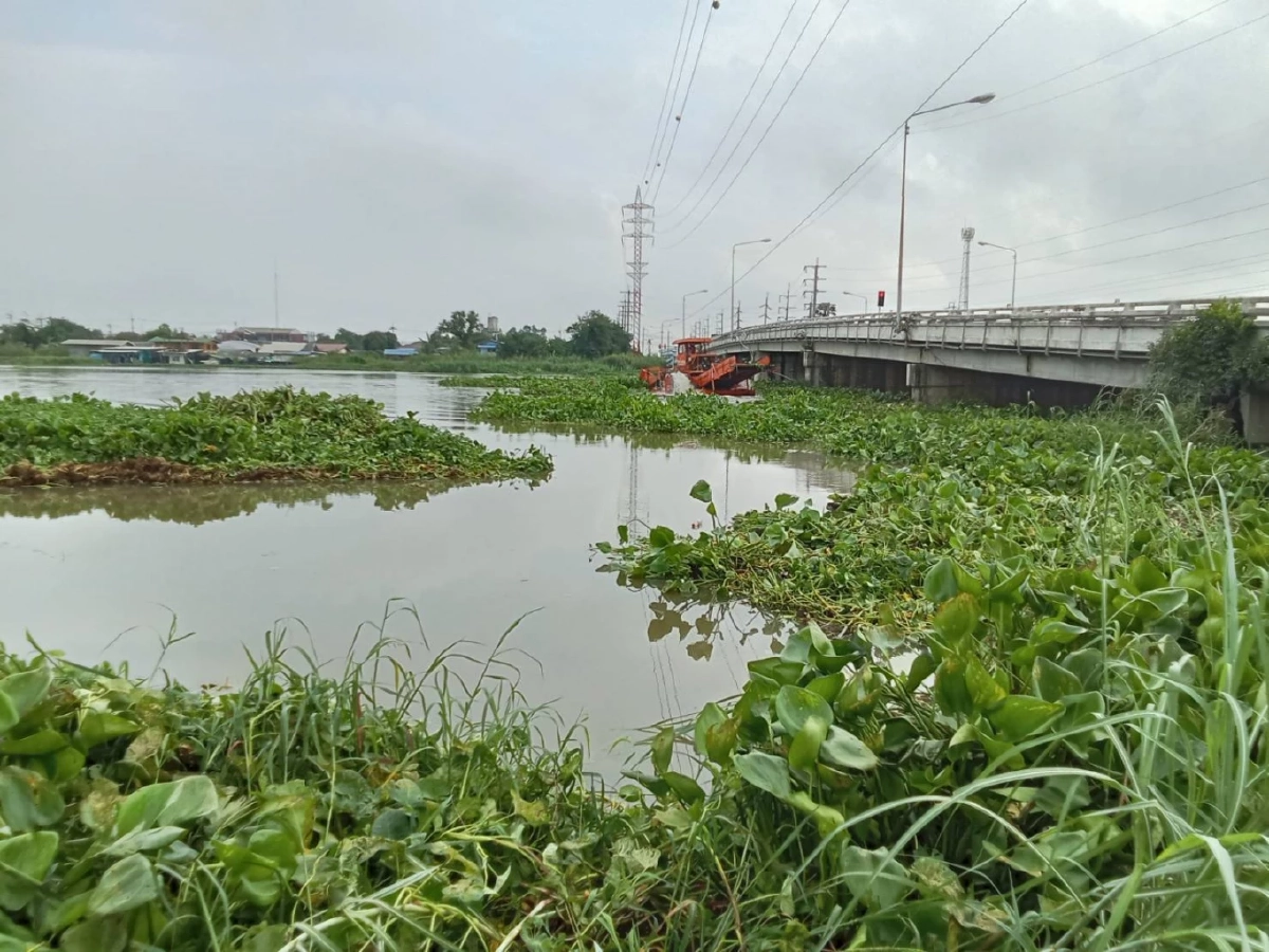 กรมโยธาธิการและผังเมือง ส่งเรือกำจัดผักตบชวาในแม่น้ำท่าจีน แก้ปัญหาการระบายน้ำ