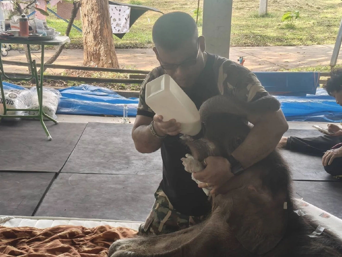 ลุ้นคืนนี้! “พังข้าวต้ม” ลูกช้างป่าพลัดหลง เตรียมถ่ายเลือด