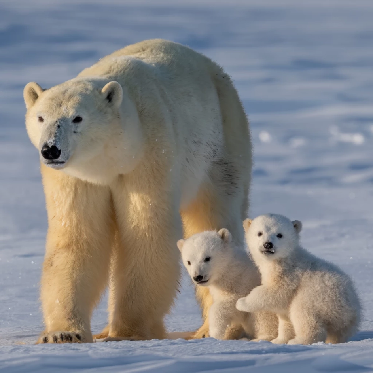 เปิดความจริง! หมีขั้วโลกกับเพนกวินไม่มีวันเจอกันตามธรรมชาติ