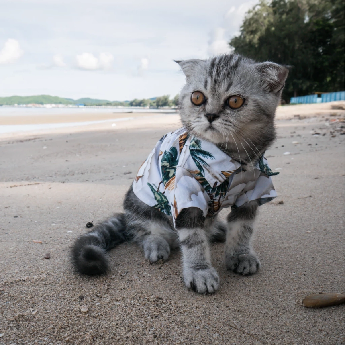 ทำไมแมวไม่ชอบใส่เสื้อ เผยเหตุผลที่เจ้าขนฟูถึงหนีทันทีที่เห็นเสื้อ