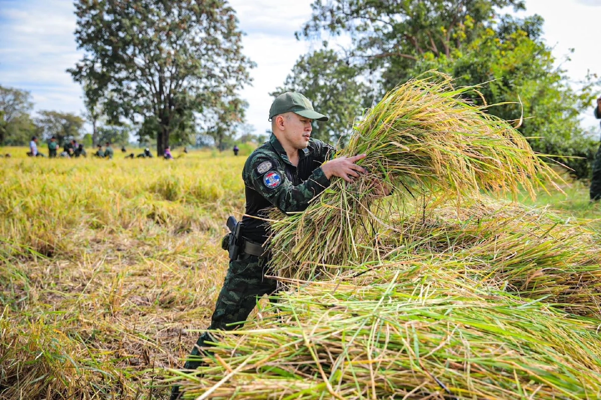 กองกำลังบูรพา อำนวยความสะดวกช่วยชาวนาในฤดูกาลเก็บเกี่ยว