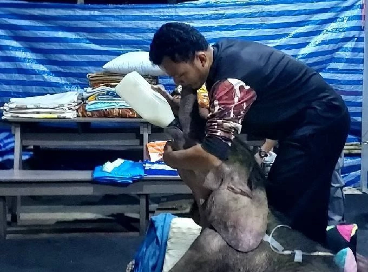 อาการ ‘พังข้าวต้ม’ ลูกช้างป่าดีขึ้นต่อเนื่อง ทีมสัตวแพทย์ดูแลใกล้ชิด