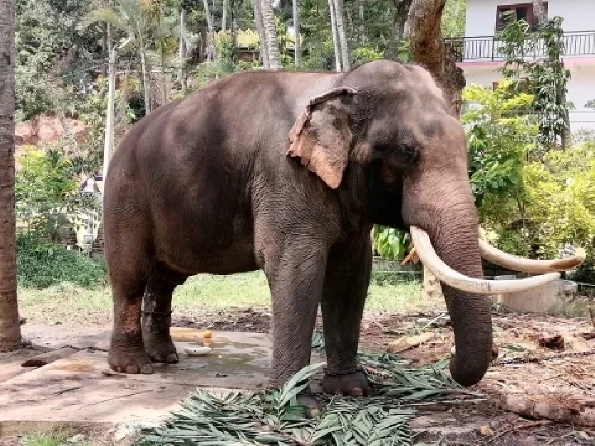 ไทยเดินหน้าขอ &quot;พลายประตูผา–ศรีณรงค์&quot; กลับบ้านหลังเผชิญปัญหาสุขภาพ