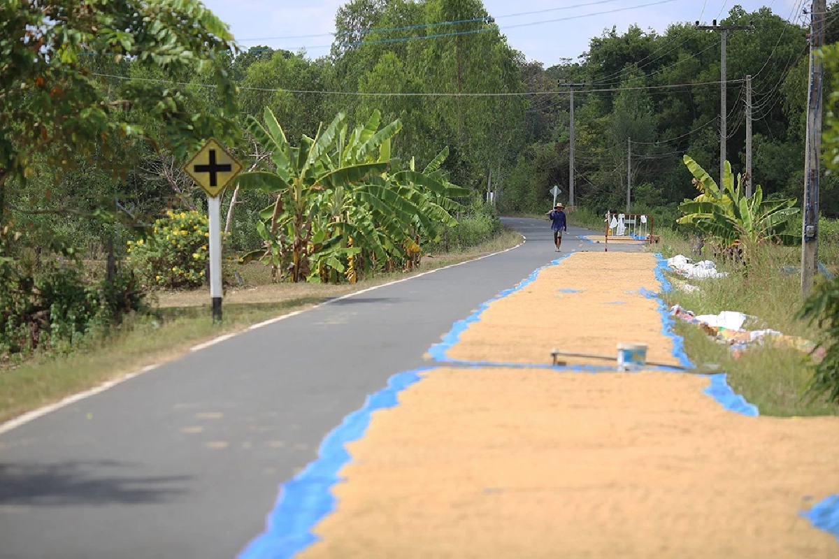 เลิกทำ! กฎหมายฟันหนัก ตากข้าวบนถนนหลวง ทั้งจำทั้งปรับ