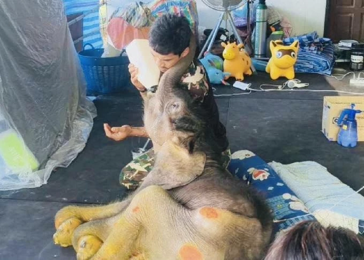 เอาใจช่วย “พังข้าวต้ม” ลูกช้างป่าป่วยหนัก ลำไส้อักเสบ-น้ำตาลในเลือดตก