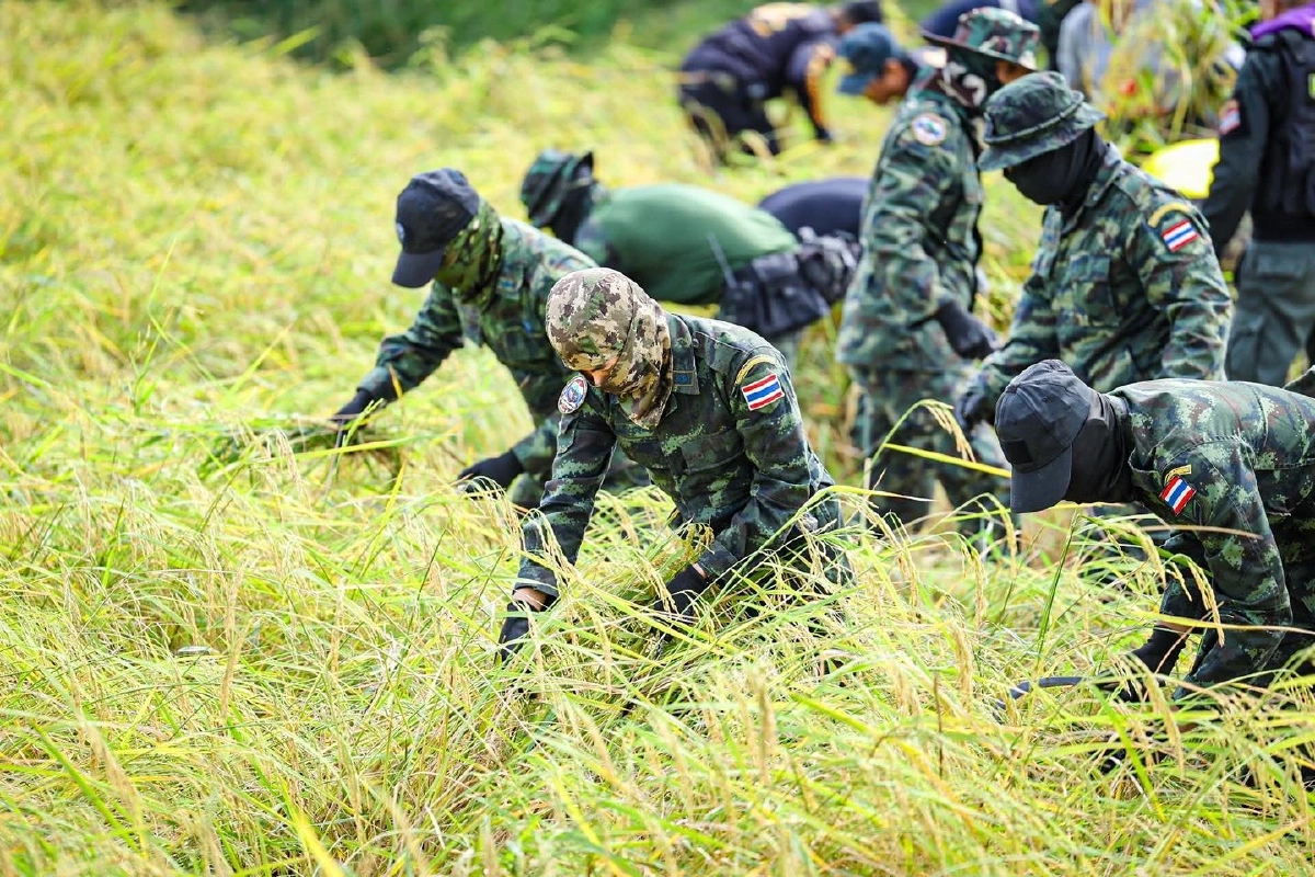 กองกำลังบูรพา อำนวยความสะดวกช่วยชาวนาในฤดูกาลเก็บเกี่ยว