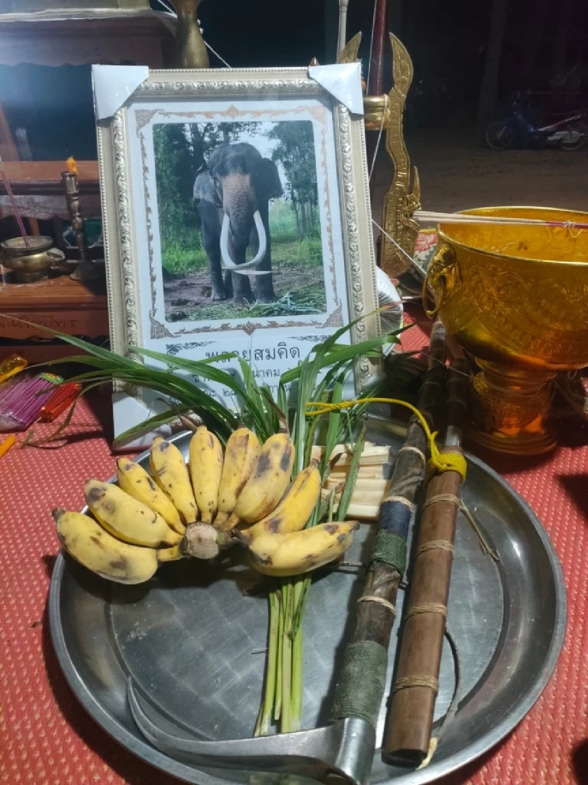 เปิดสาเหตุ คาดทำ\"พลายสมคิด\"ล้มกะทันหัน เจ้าของเศร้าสุดใจ