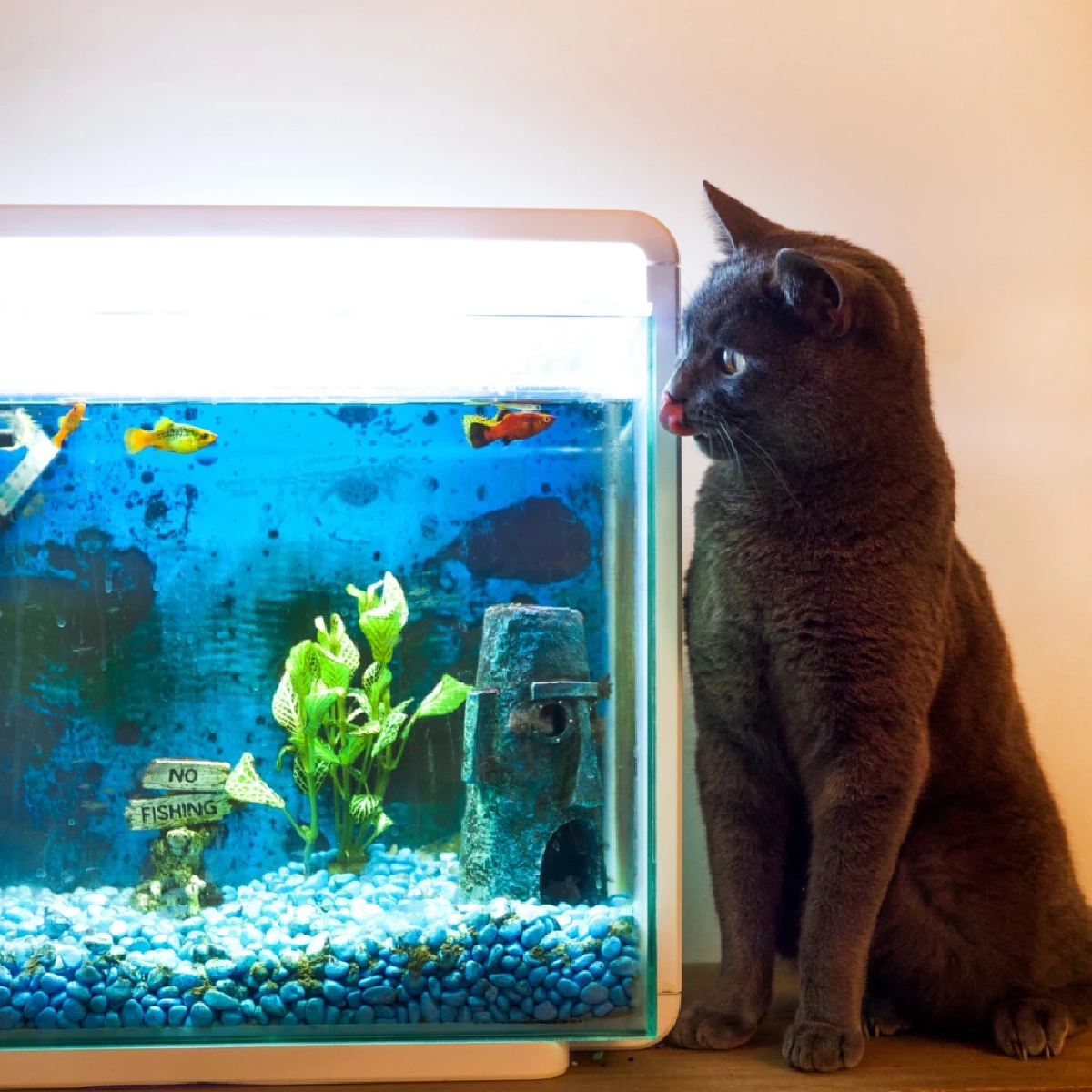 “ทำไมแมวถึงหลงใหล ‘ตู้ปลา’ เหมือนดูซีรีส์? เผยสาเหตุแท้จริงสุดน่ารัก!”