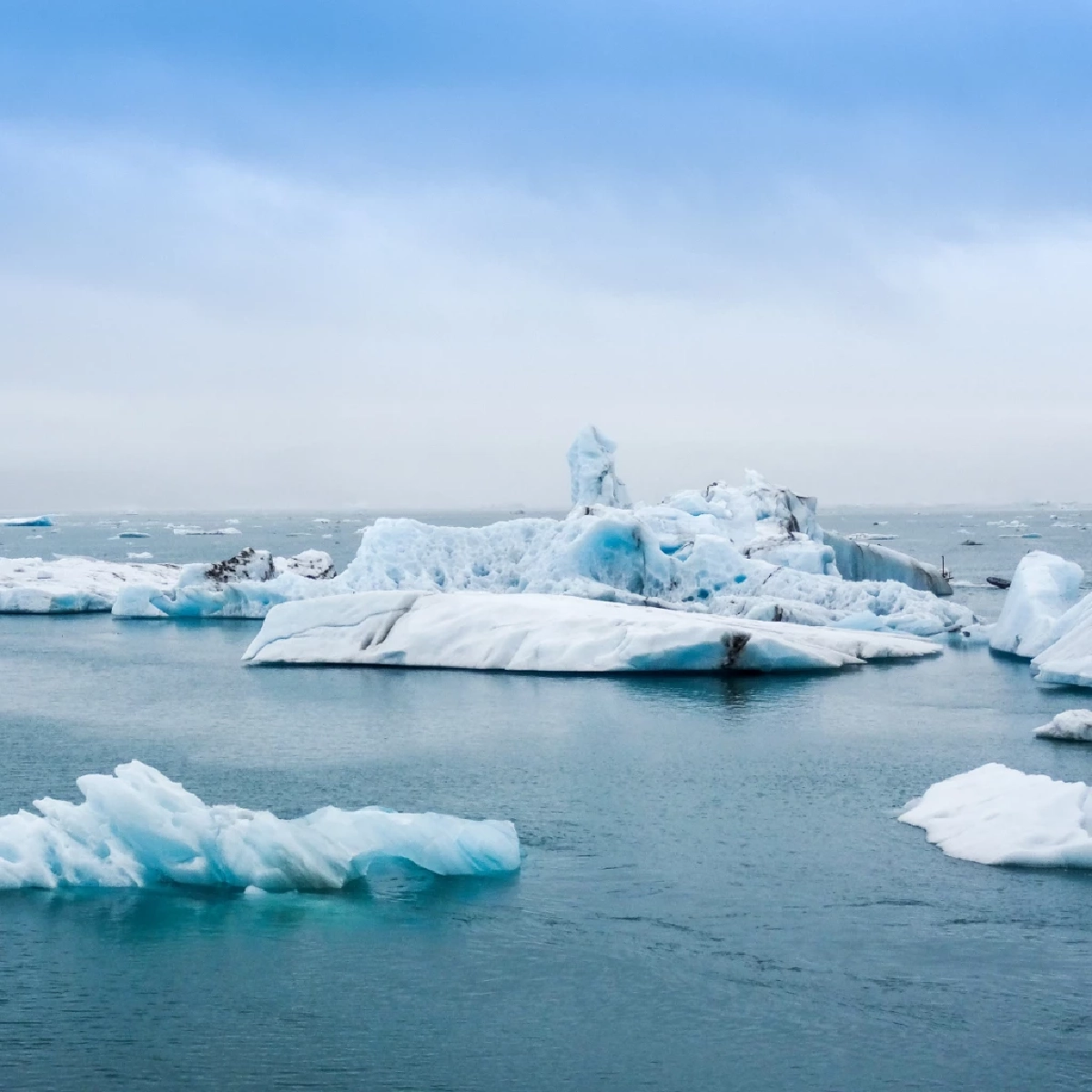 เปิดความจริง! หมีขั้วโลกกับเพนกวินไม่มีวันเจอกันตามธรรมชาติ