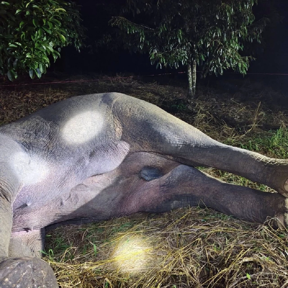 ชัยวัฒน์ สลดใจ พลายม้วน จากไปอย่างน่าเศร้า หลังโดนไฟฟ้าช็อต