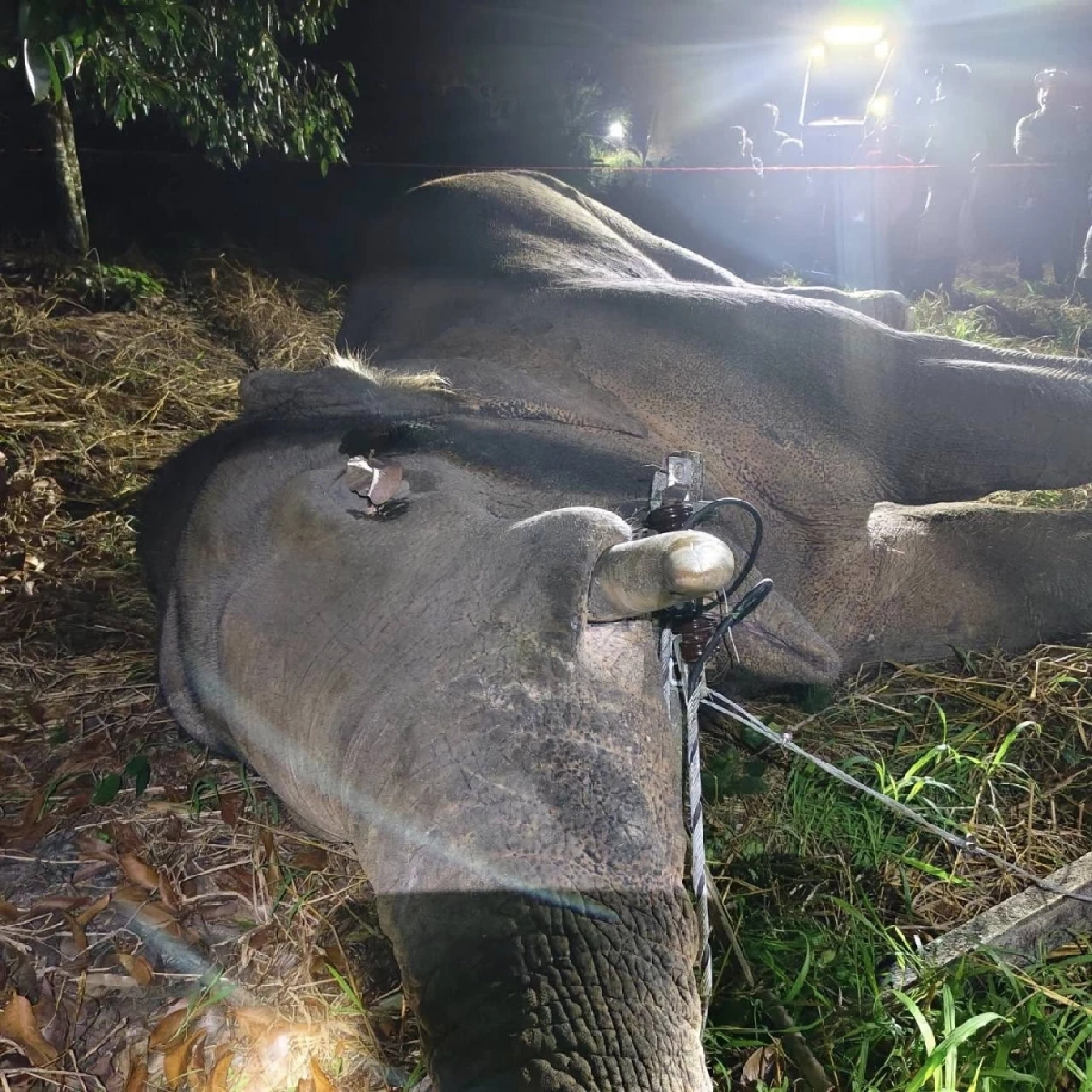 ชัยวัฒน์ สลดใจ พลายม้วน จากไปอย่างน่าเศร้า หลังโดนไฟฟ้าช็อต