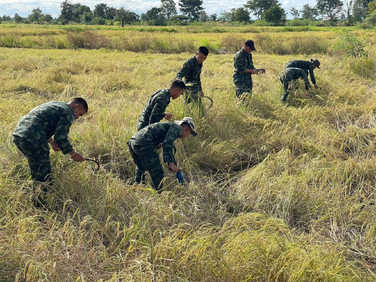 ห่วงชาวบ้าน! ทหารรวมใจลงพื้นที่ช่วยเกี่ยวข้าวให้ชาวนาชายแดน