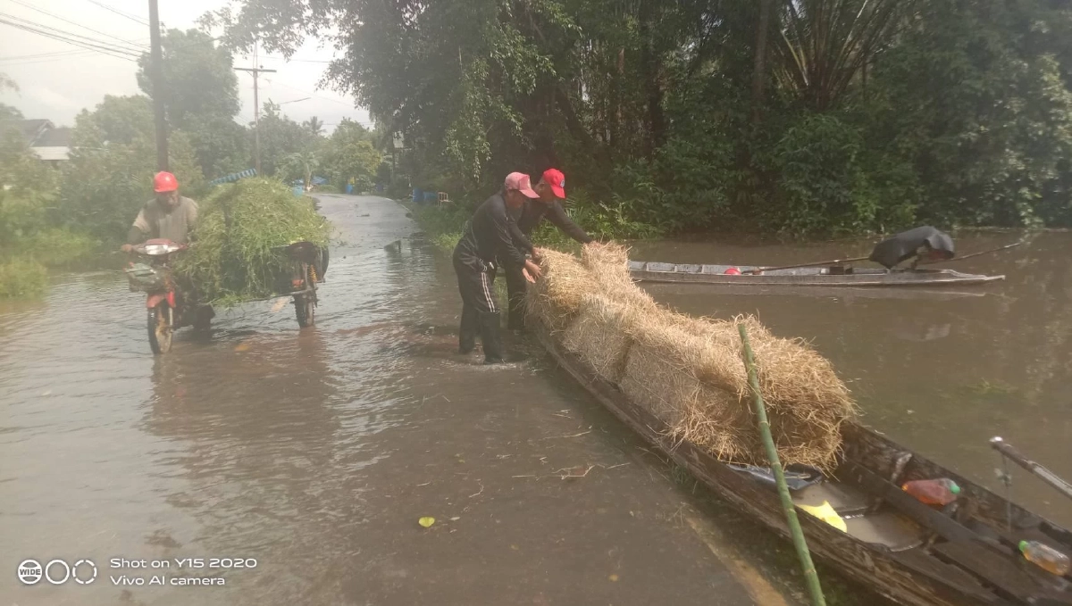 จนท.ทะเลน้อยลุยช่วยสัตว์เลี้ยงชาวบ้านที่ขาดอาหาร จากเหตุน้ำท่วม