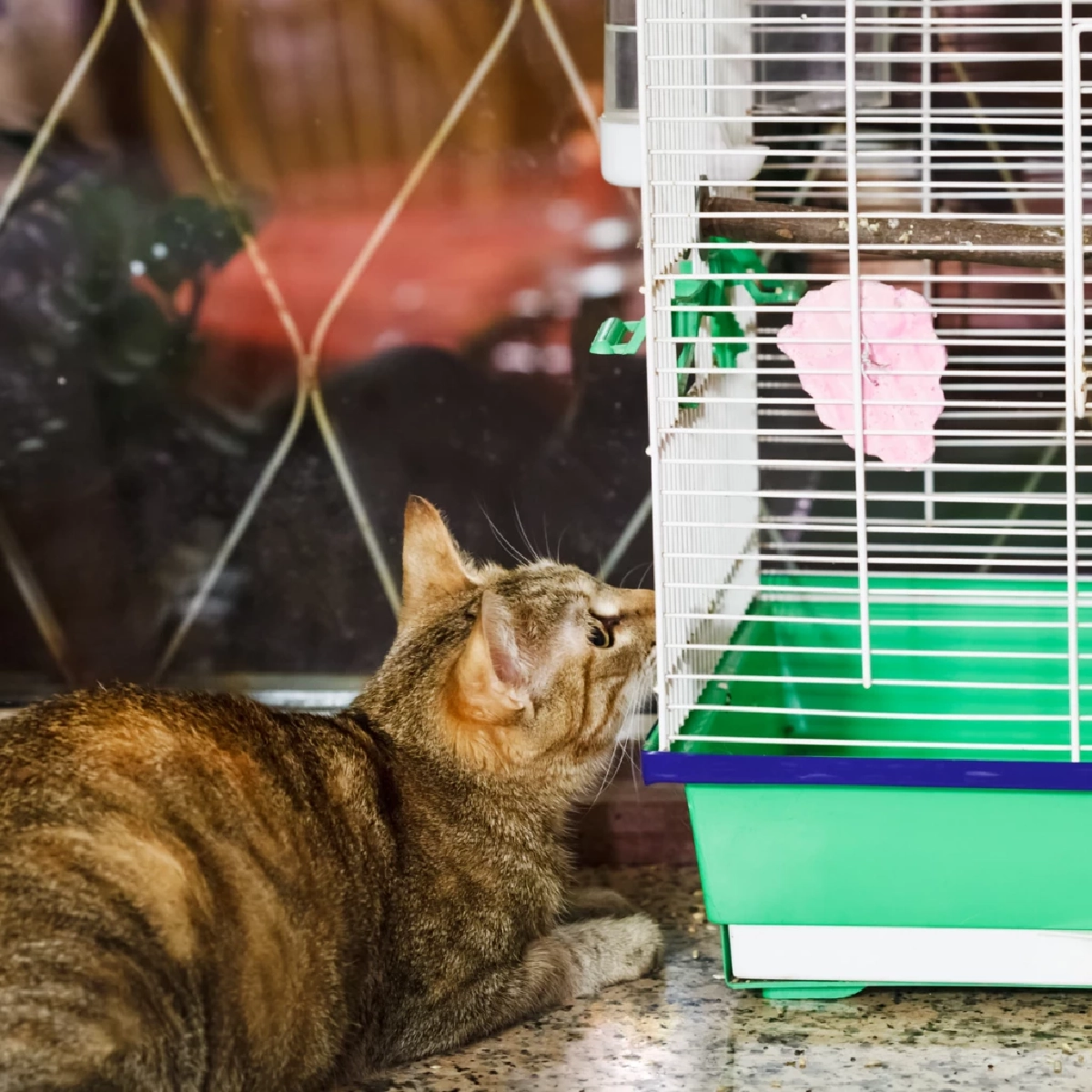 ทำไมแมวชอบดูนก? เปิดสัญชาตญาณล่าและความสุขของน้องแมว