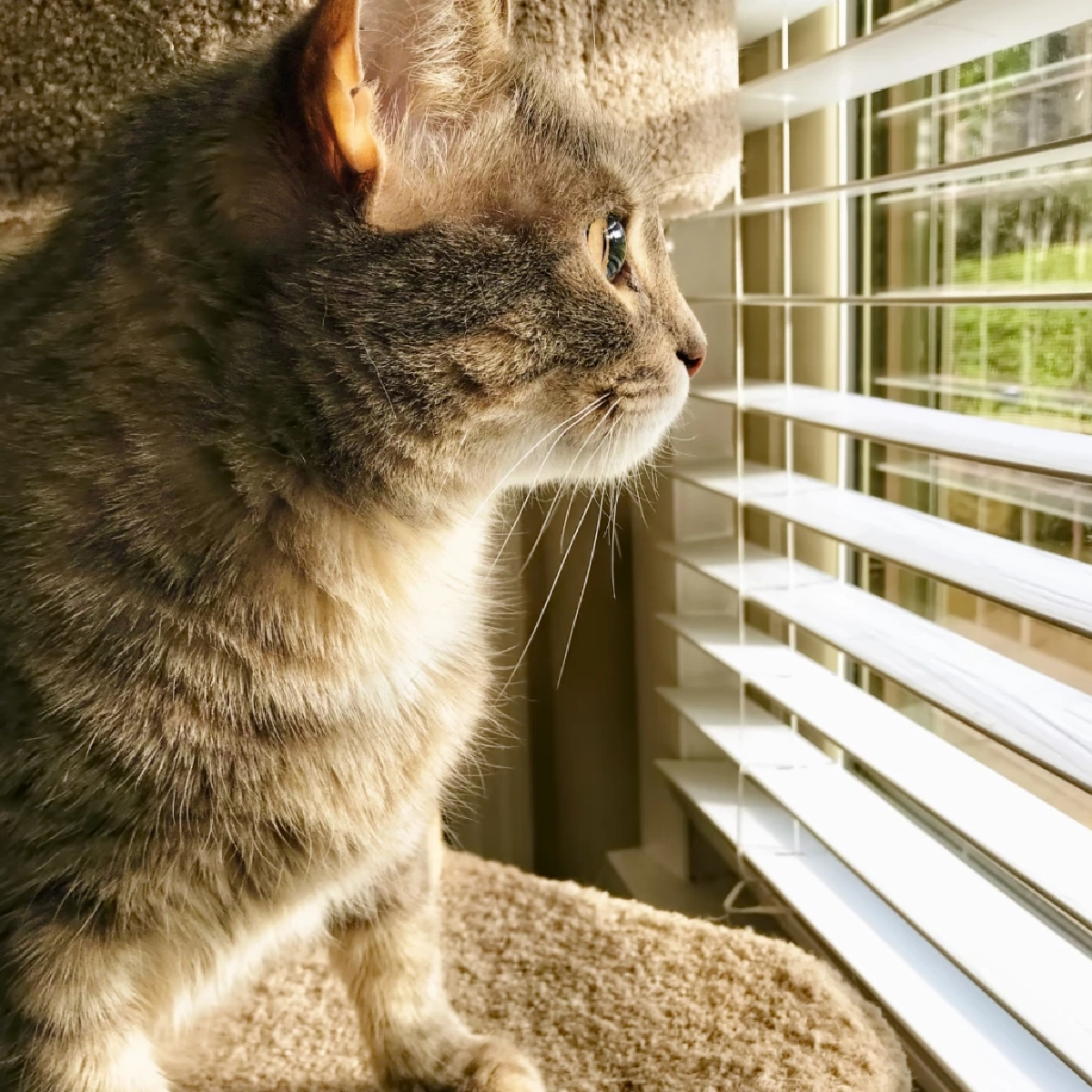 ทำไมแมวชอบดูนก? เปิดสัญชาตญาณล่าและความสุขของน้องแมว