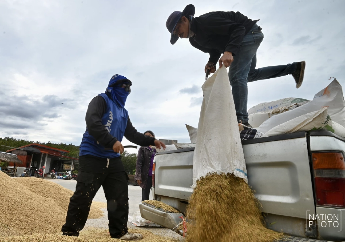 ชาวนายิ้มรับ ข้าวหอมสุรินทร์ราคาพุ่งแตะตันละ 1.3 หมื่น