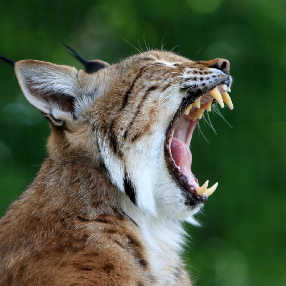 แมวไม่ได้เกิดมาเพื่อเป็นสัตว์เลี้ยง! จุดเริ่มต้นการเลี้ยงแมวเมื่อ 10,000 ปีก่อน