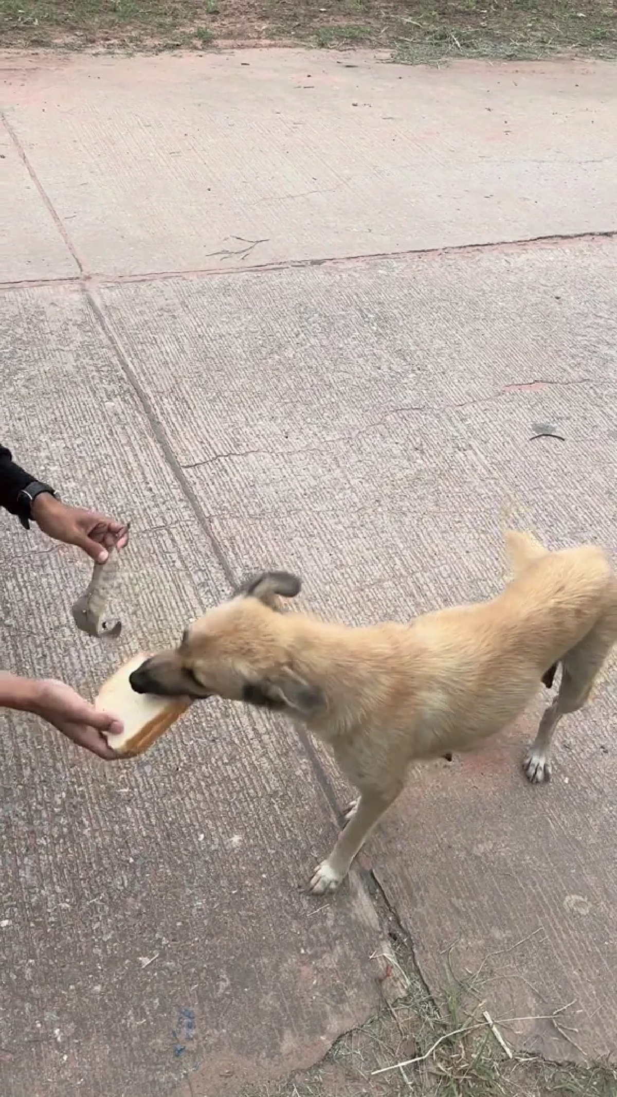 ถูกหักเงินก็ไม่หวั่น หนุ่มส่งขนมปังใจงาม คอยเลี้ยงอาหารหมาจร