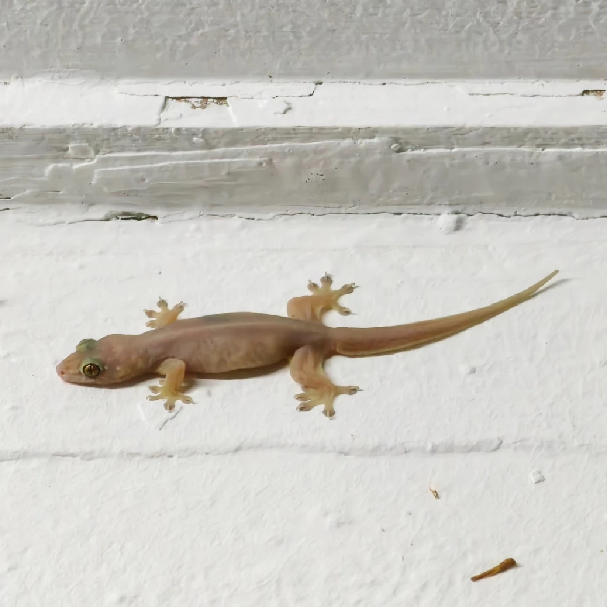 เผย 5 ของใช้ในบ้านที่ช่วยป้องกันจิ้งจกได้อย่างธรรมชาติ