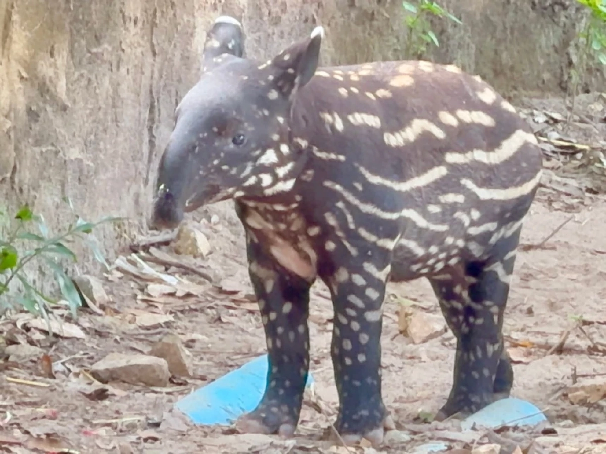 สวนสัตว์เขาเขียวชวนโหวตชื่อ “ลูกสมเสร็จตัวน้อย” ประกอบด้วย หมอนทอง แตงไทย เมเปิ้ล