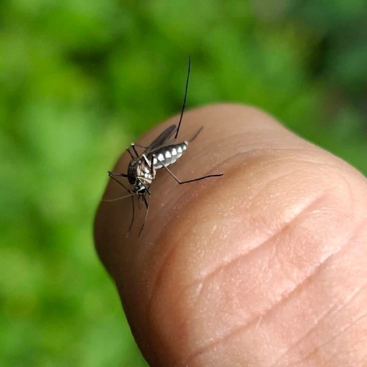 รู้จัก “ยุงแม่ไก่” แมลงพาหะคล้ายยุงลาย พาหะร้ายกัดเจ็บ ก่อโรคในสัตว์เลี้ยง