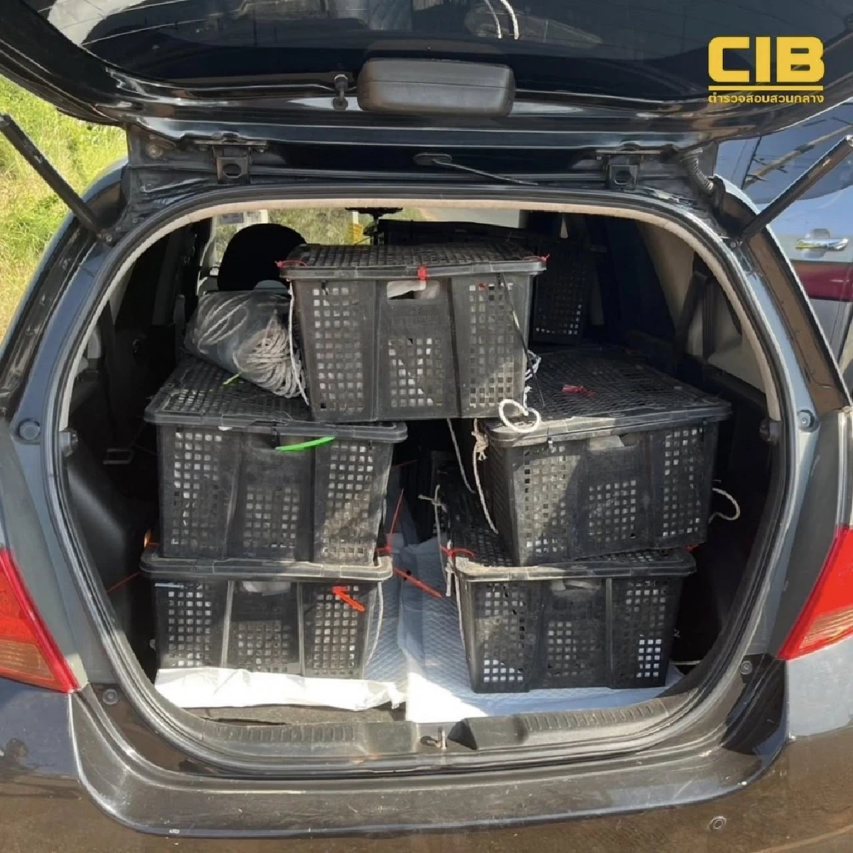 รวบชาวกัมพูชา ลักลอบขนลิงแสมข้ามชาติ ช่วยชีวิตได้ 63 ตัว