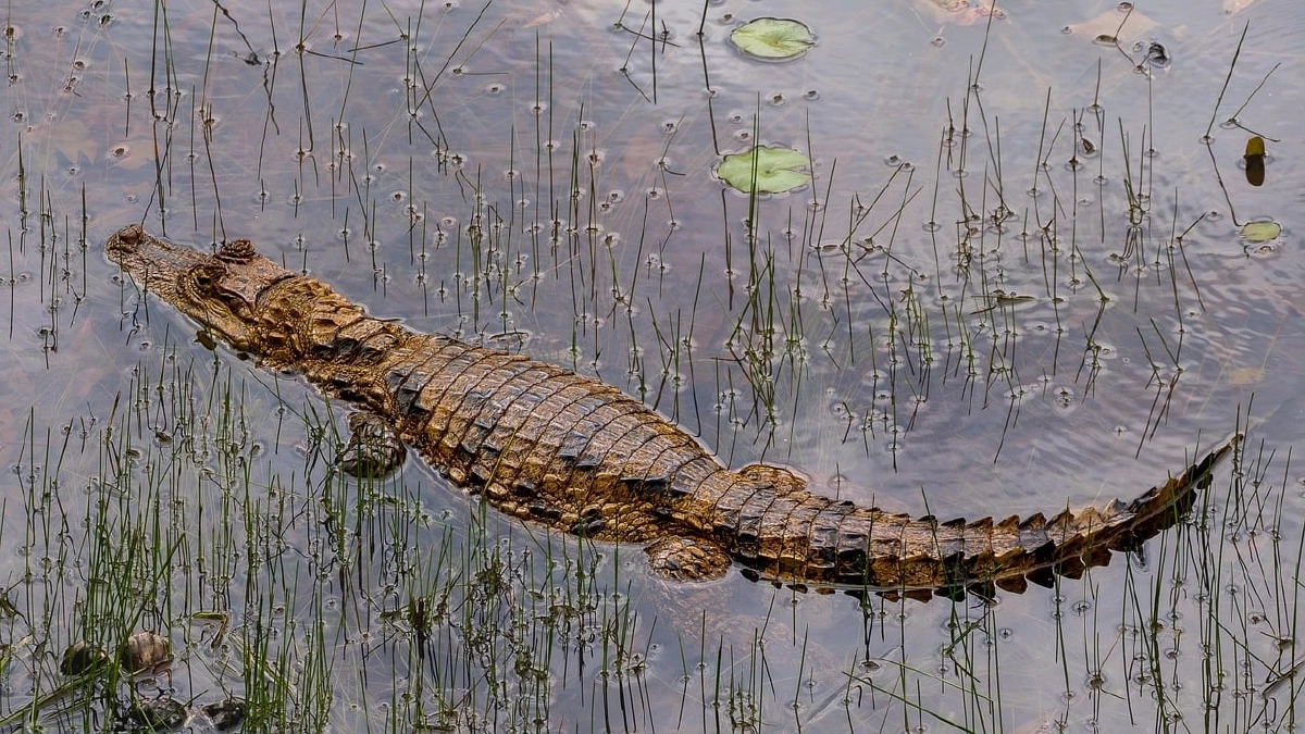 ด.ช.10 ขวบถูกจระเข้ยักษ์ จู่โจม - ลากลงแม่น้ำ ต่อหน้าชาวบ้าน