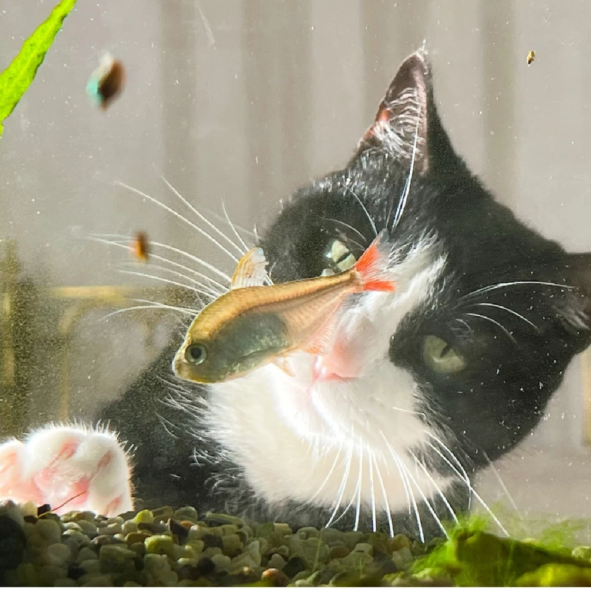 “ทำไมแมวถึงหลงใหล ‘ตู้ปลา’ เหมือนดูซีรีส์? เผยสาเหตุแท้จริงสุดน่ารัก!”