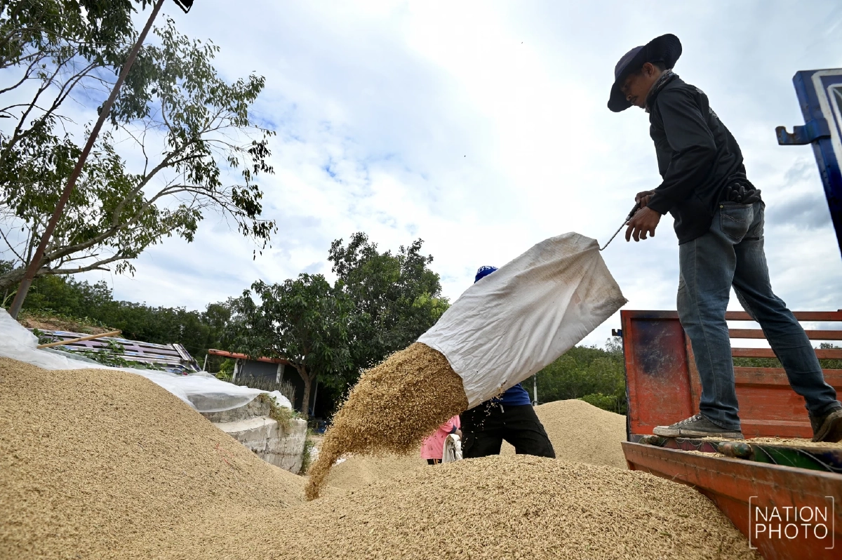 ชาวนายิ้มรับ ข้าวหอมสุรินทร์ราคาพุ่งแตะตันละ 1.3 หมื่น