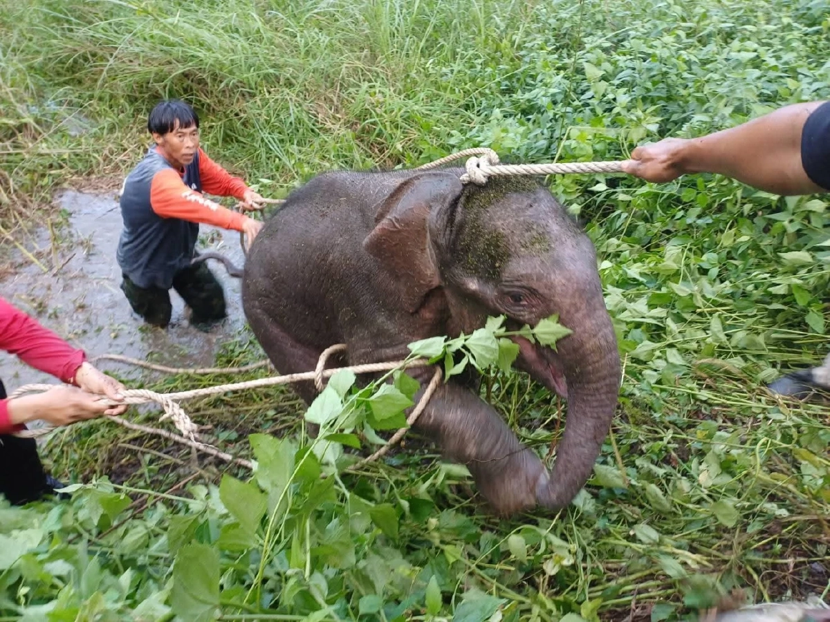 ลูกช้างพลัดหลงห้วยขาแข้งปลอดภัยแล้ว หลังระดมกำลังค้นหา 5 วัน