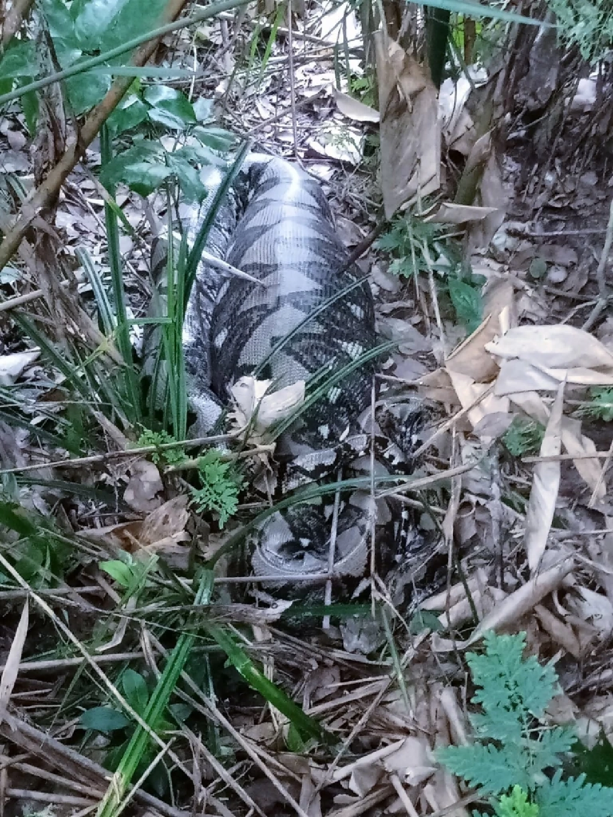 งูเหลือมท้องโตโผล่สวนยาง บางขัน! กู้ภัยเร่งย้ายเข้าป่าลึก