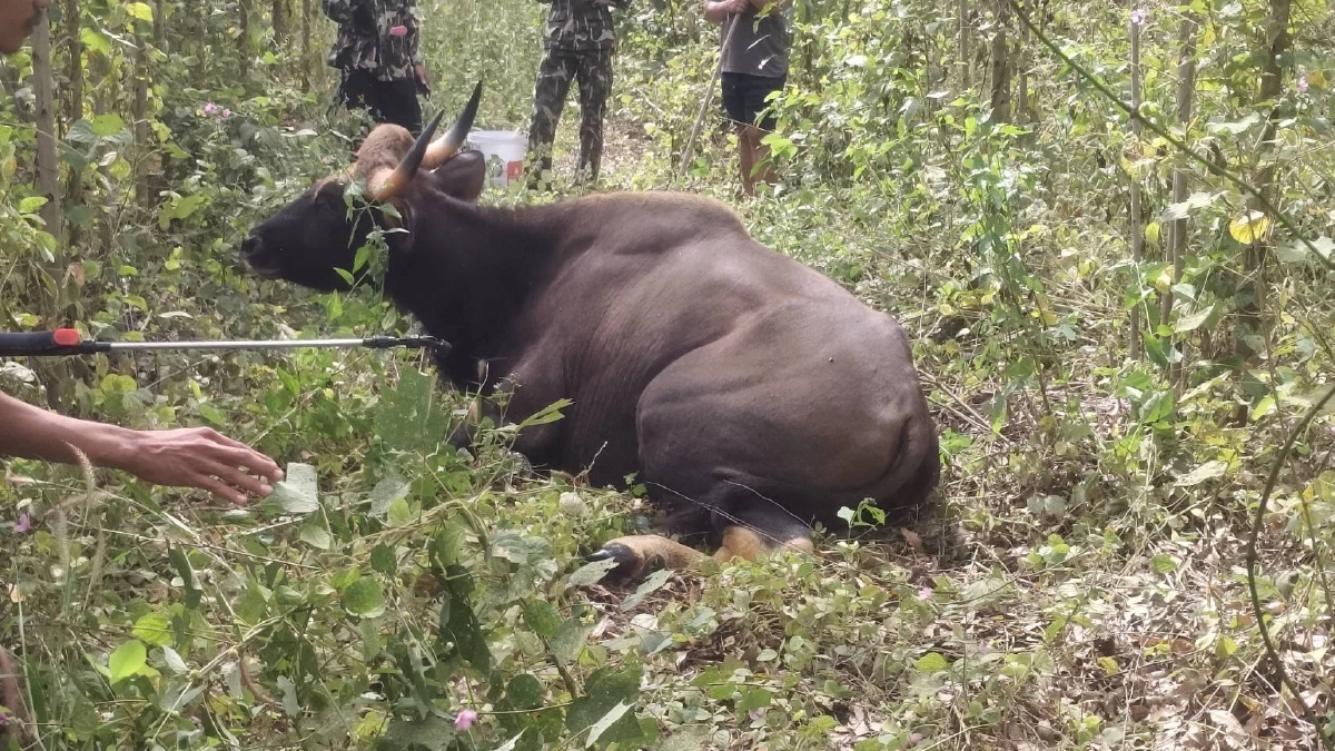 เร่งช่วยกระทิงป่าเจ็บสาหัส! พบปืนผูกโผล่นอกอุทยาน 2 กระบอก