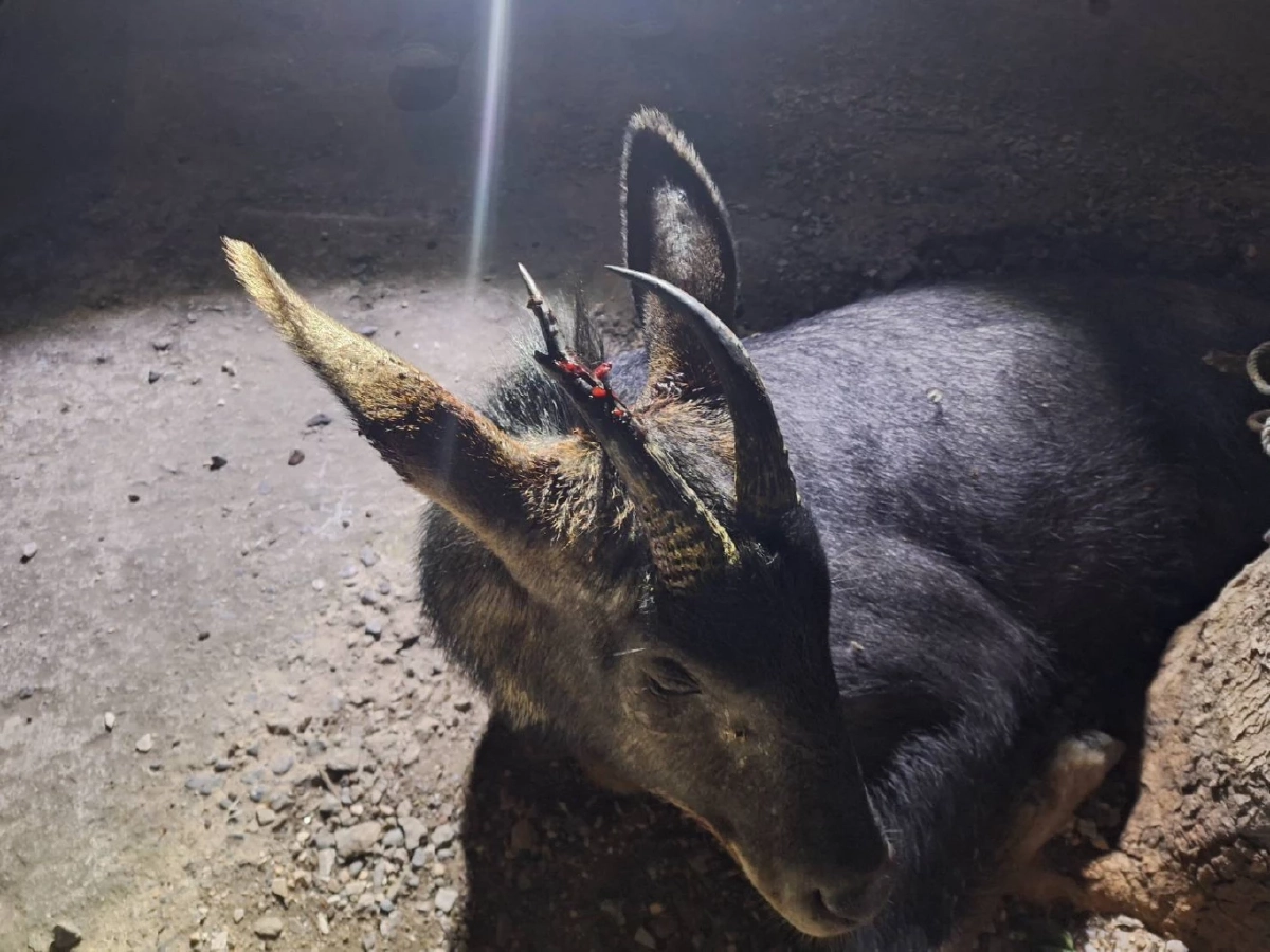 ช่วยทันเวลา! เจ้าหน้าที่สระบุรีช่วยเลียงผาบาดเจ็บ ส่งรักษา