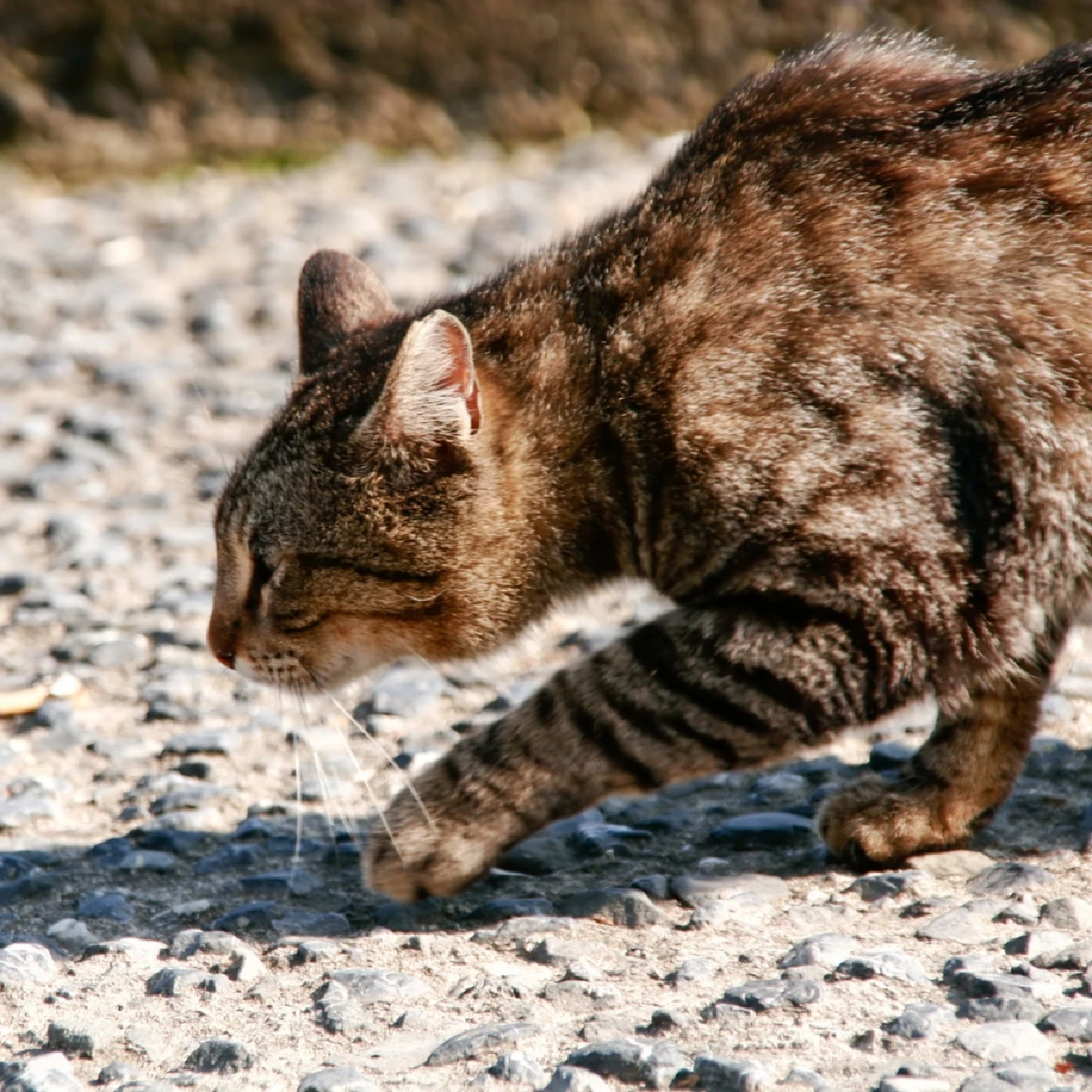 เผยความหมายเสียง “แหงะ ๆ” ของแมว บ่งบอกสัญชาตญาณนักล่าที่ซ่อนอยู่