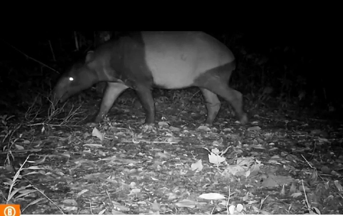 กล้องดักถ่ายแก่งกระจานพบสัตว์ป่าหายาก 26 ชนิด ยืนยันป่าสมบูรณ์