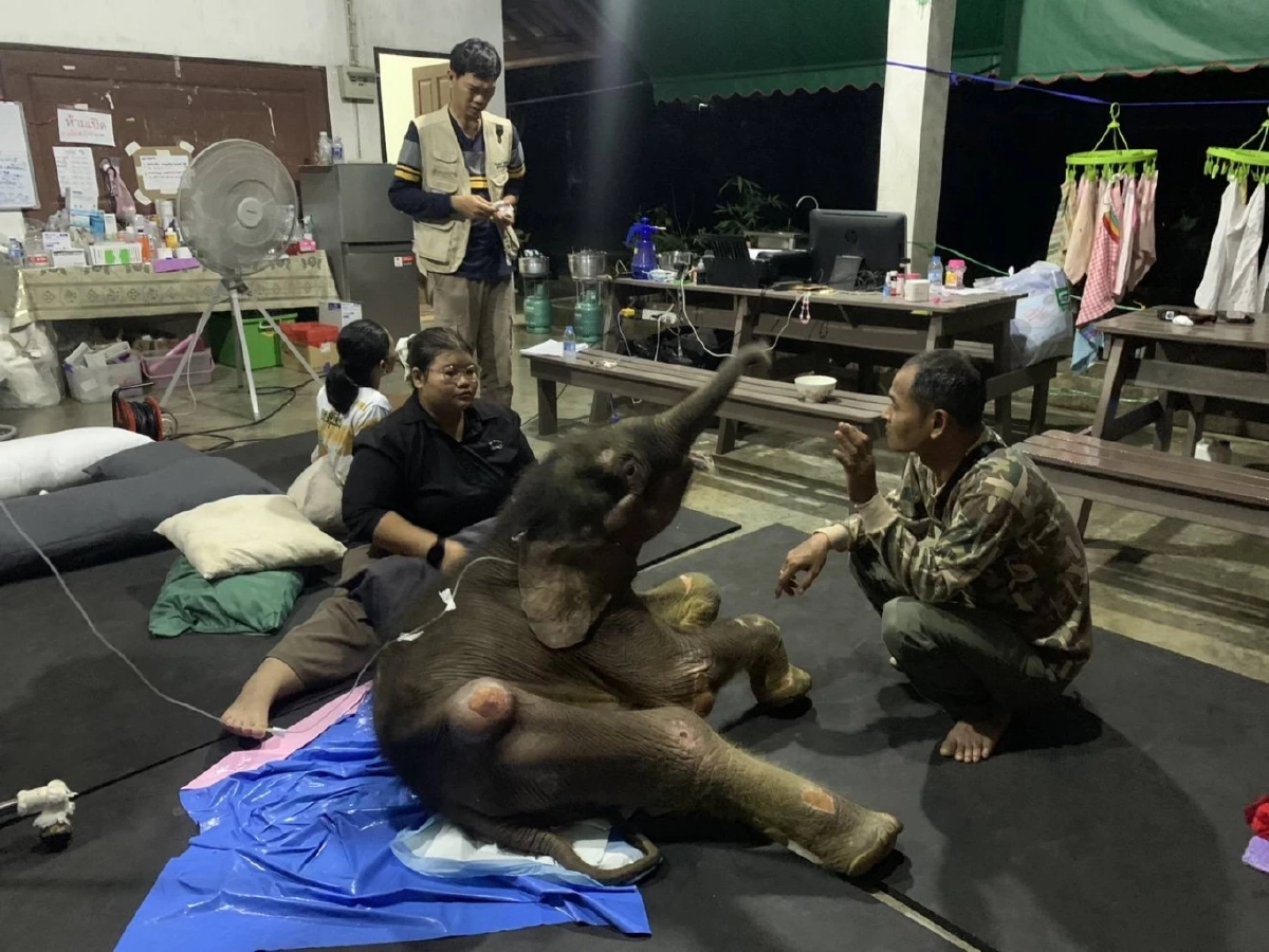 ข้าวต้ม สู้ชีวิต ทีมสัตวแพทย์เร่งรักษาติดเชื้อไวรัสเฮอร์ปีส์