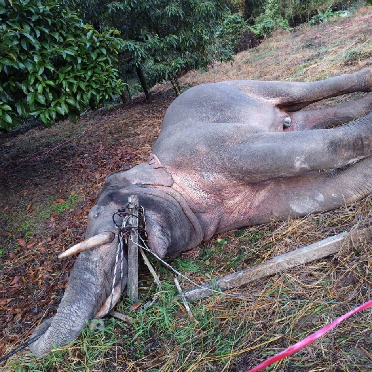 ช้างป่าเขาคิชฌกูฏถูกไฟฟ้าช็อตดับ 3 ตัว เร่งสอบเจ้าของพื้นที่
