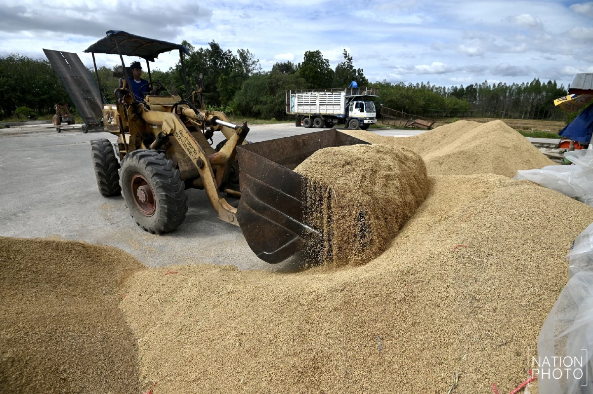 ชาวนายิ้มรับ ข้าวหอมสุรินทร์ราคาพุ่งแตะตันละ 1.3 หมื่น