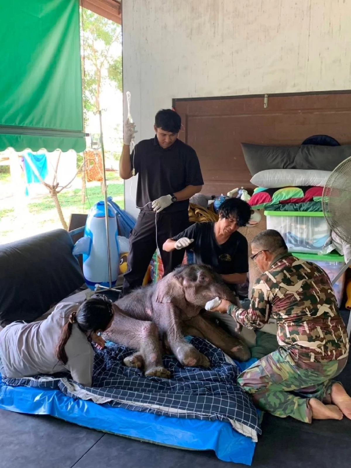 คืบหน้าอาการลูกช้างป่า ‘พังข้าวต้ม’ ทีมสัตวแพทย์ดูแลใกล้ชิดต่อเนื่อง