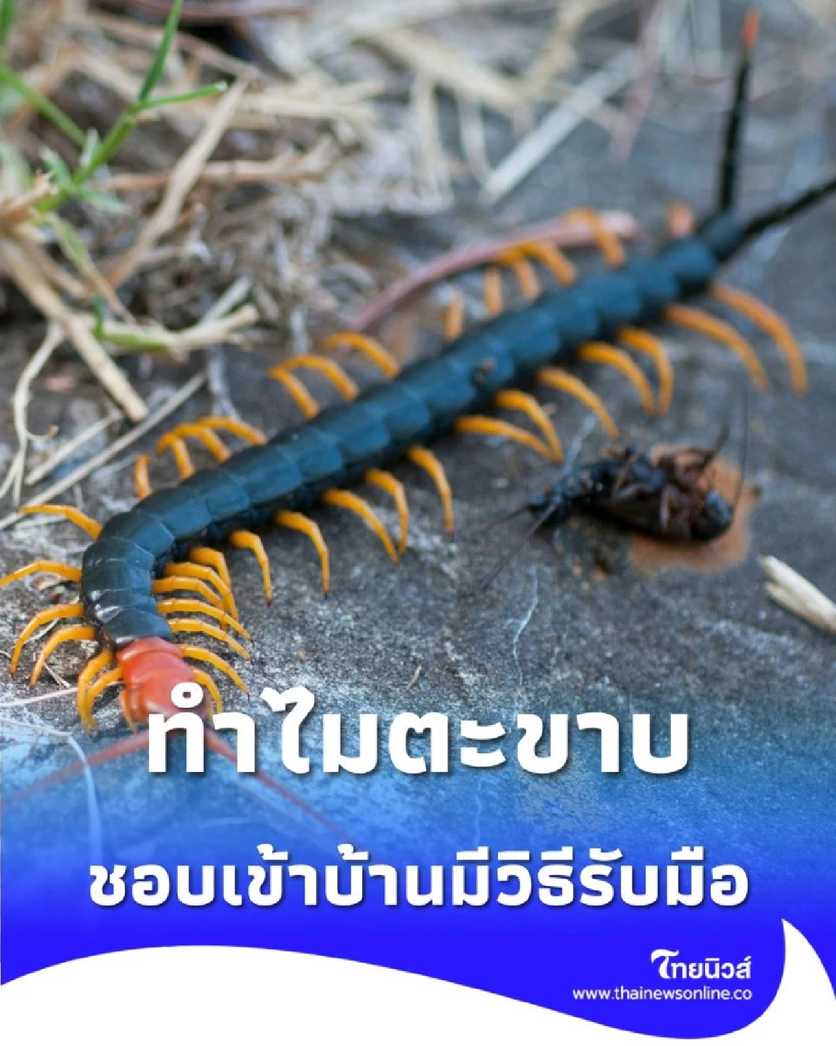 ทำไม ตะขาบ ถึงบุกบ้าน พร้อมบอก 3 วิธีไล่ตะขาบที่ได้ผลจริง