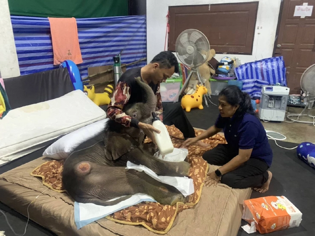 ข้าวต้ม สู้ชีวิต ทีมสัตวแพทย์เร่งรักษาติดเชื้อไวรัสเฮอร์ปีส์