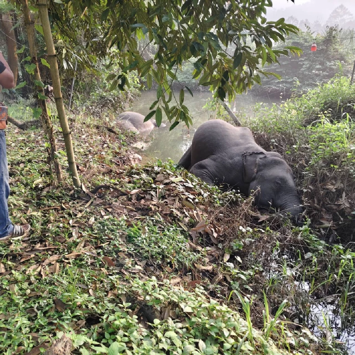 ช้างป่าเขาคิชฌกูฏถูกไฟฟ้าช็อตดับ 3 ตัว เร่งสอบเจ้าของพื้นที่