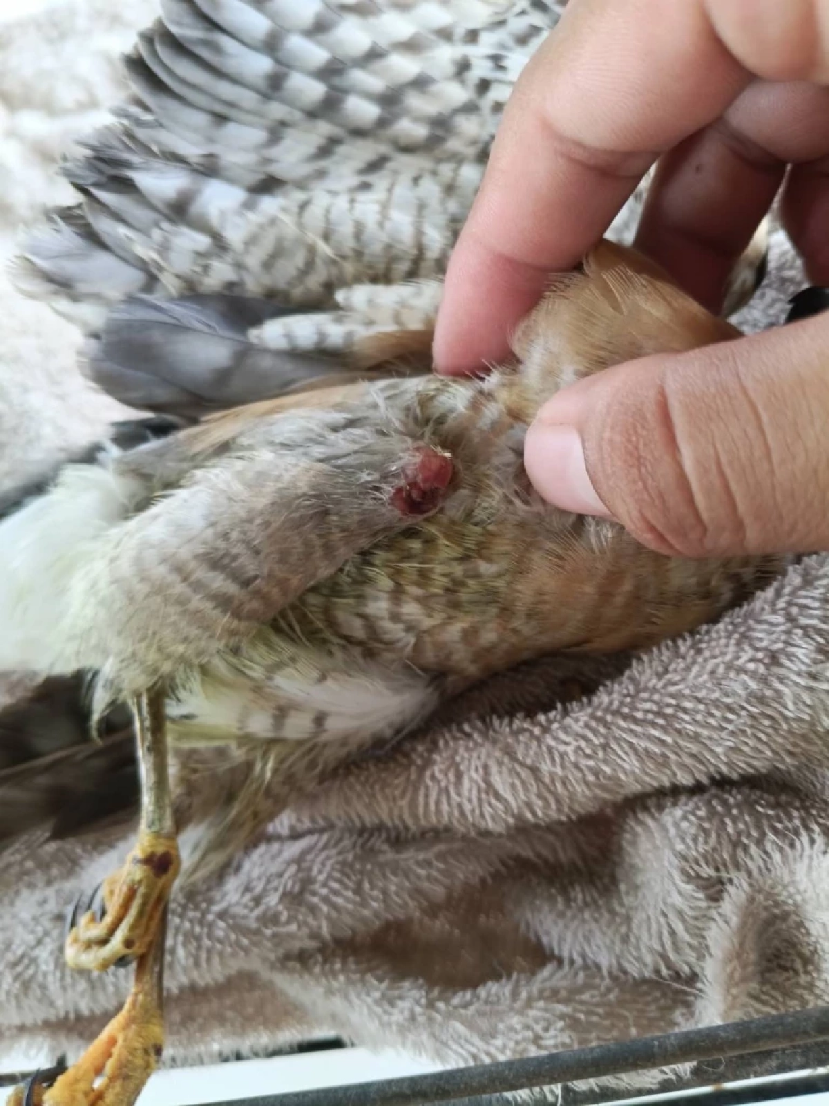 รับมอบ เหยี่ยวนกเขาชิครา ที่บาดเจ็บผ่านการแจ้งผ่านสายด่วน