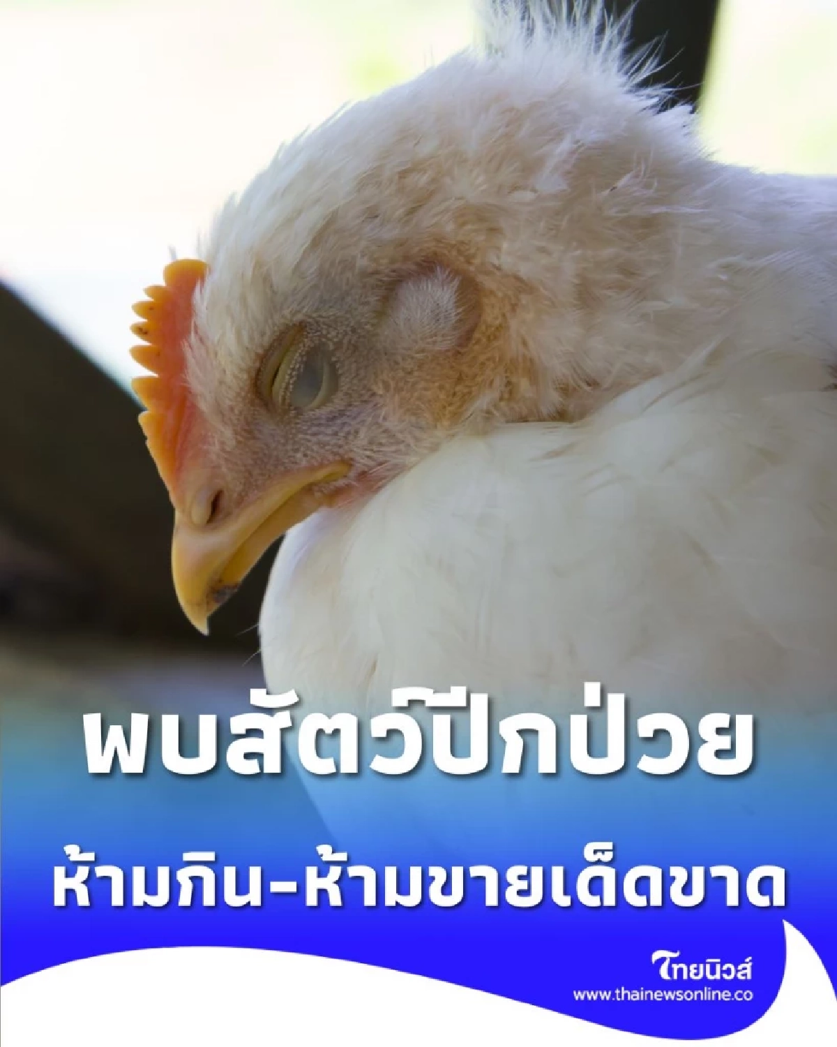 ปศุสัตว์เตือน พบสัตว์ปีกป่วย-ตายผิดปกติ ห้ามกิน-ห้ามขายเด็ดขาด แจ้ง จนท. ทันที