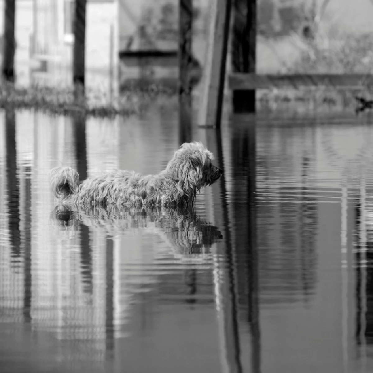 เตรียมสัตว์เลี้ยงให้ปลอดภัยช่วงน้ำท่วม ทำตามง่าย ปลอดภัยแน่นอน