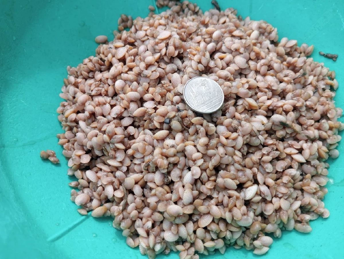 สำเร็จแล้ว เพาะเลี้ยงลูกหอยแครง จากโรงเพาะฟักสู่บ่อดิน