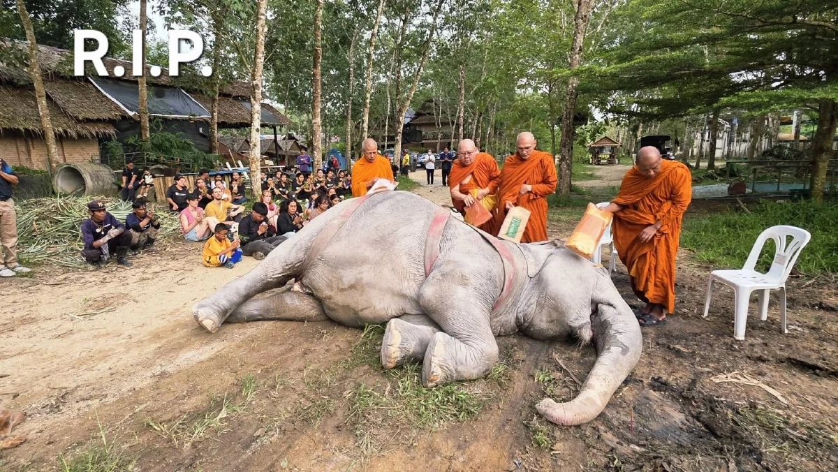 สุดอาลัย พังสร้อยฟ้า จากไปอย่างสงบ หลังอาการทรุดหนัก