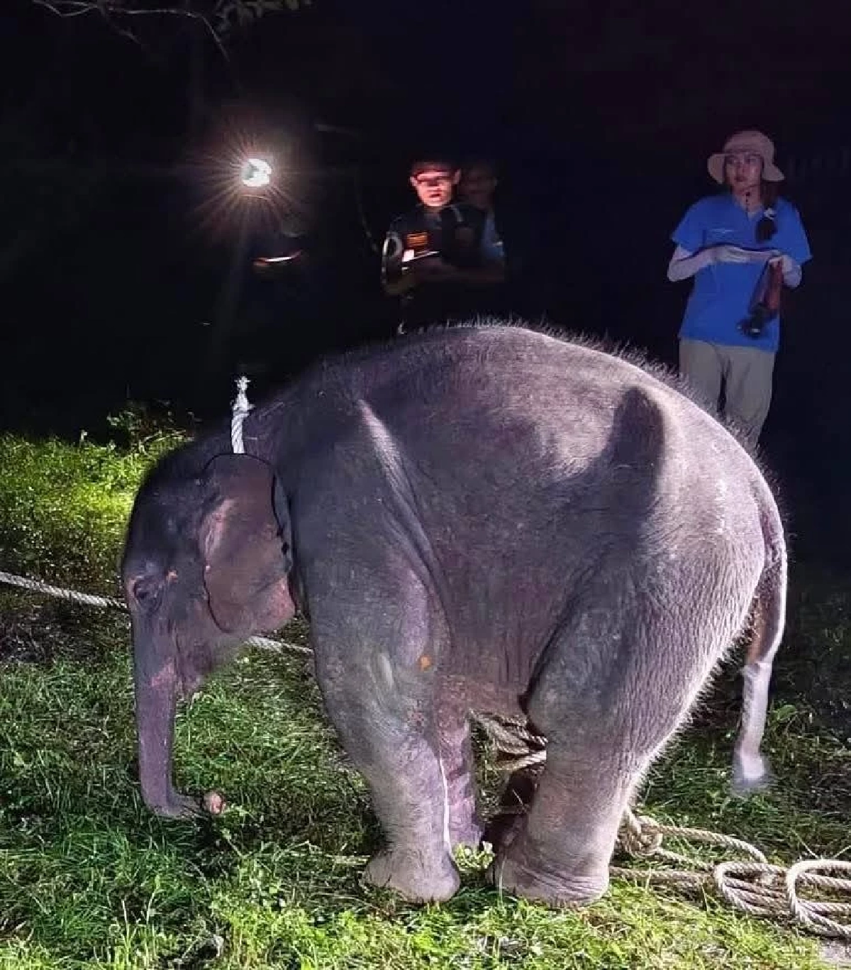 คืบหน้า “ลูกช้างพลัดหลงห้วยขาแข้ง” ปีนคอกหนี! ล่าสุดพบรอยแม่ลูกในป่า