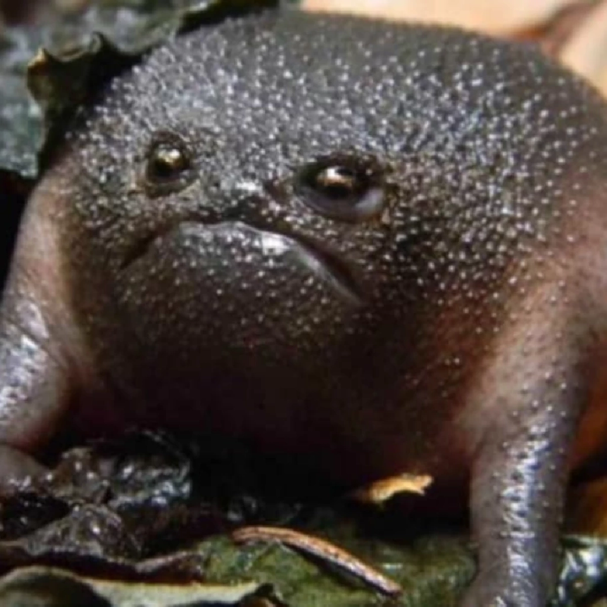 &quot;รู้จักกบฝนดำ (Black Rain Frog) กบหน้าบึ้งสุดน่ารักจากแอฟริกาใต้&quot;
